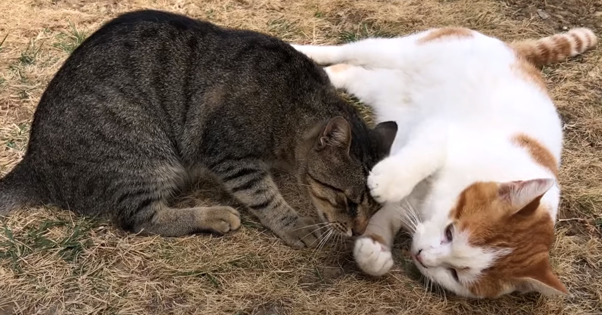 La storia di Pamuk e Junior, i due gattini inseparabili che per non stare lontani hanno avuto un’idea geniale (video)