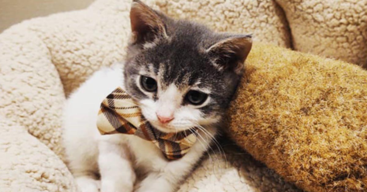 La storia di Teapot, il gattino con problemi congeniti che finalmente ha conosciuto l’amore (video)
