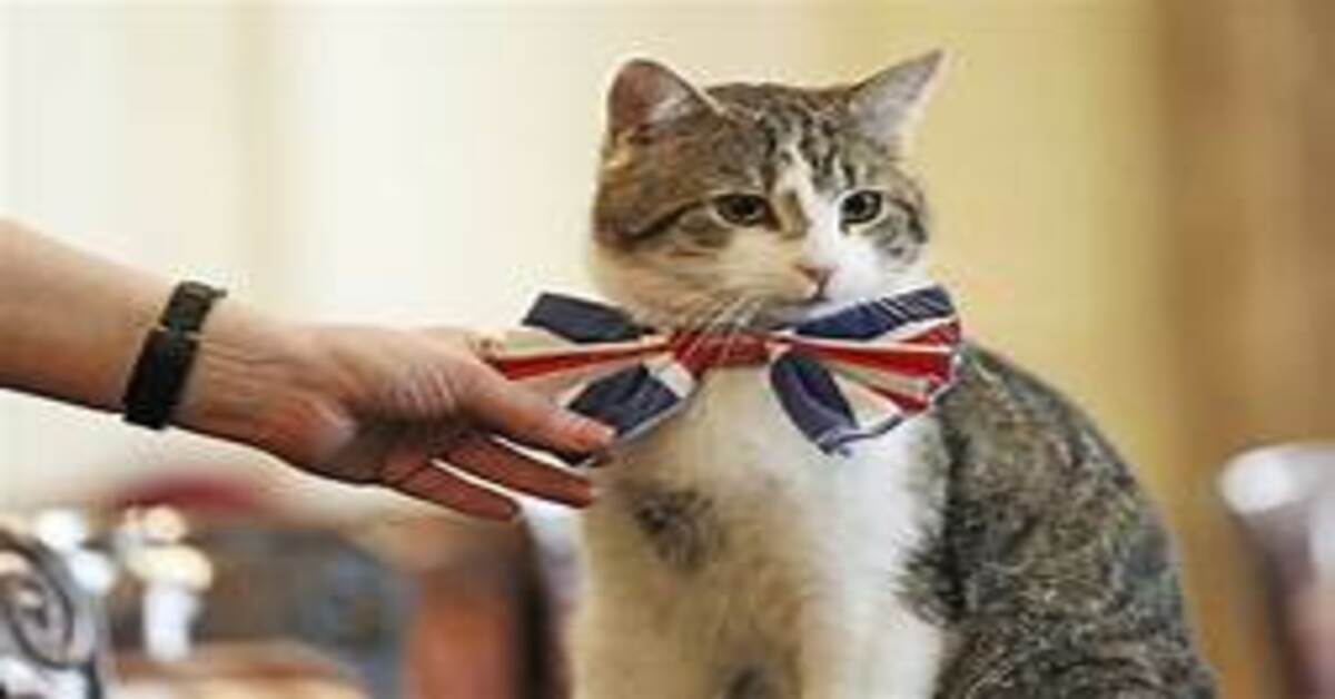 Larry, il gattino più amato del Regno Unito, festeggia 10 anni di carriera a Downing Street (VIDEO)