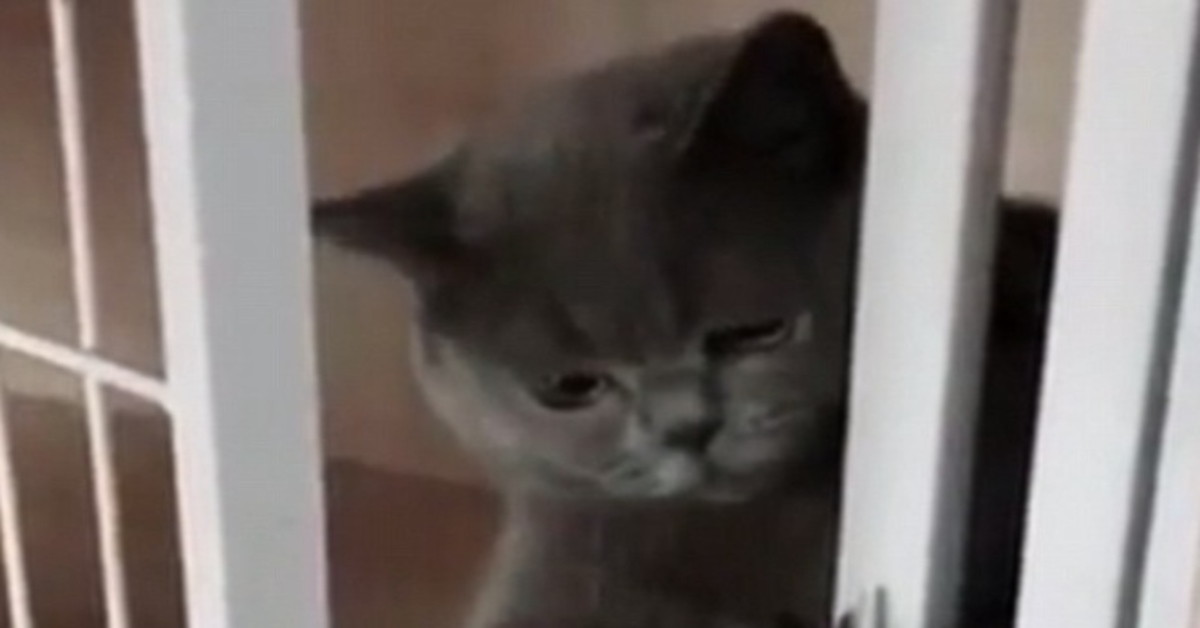 gattino British Shorthair cancello video