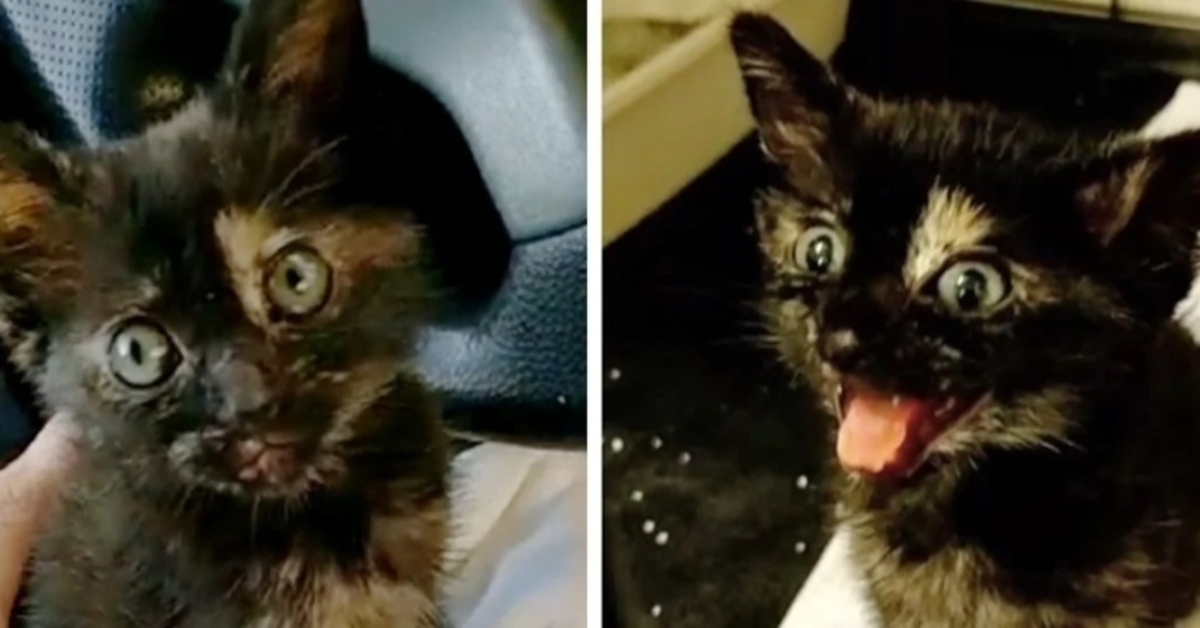 Lorelei, la gattina Tortie che ha trovato la strada per la felicità (VIDEO)