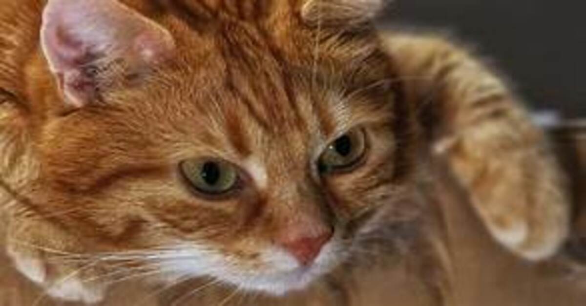 Muffin, il gattino soriano che fruga nei cassetti in cerca di dolci (VIDEO)