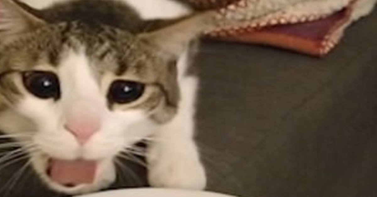 Nymeria, la gattina che si fa venire i conati di vomito ogni volta che il suo padrona cucina (VIDEO)