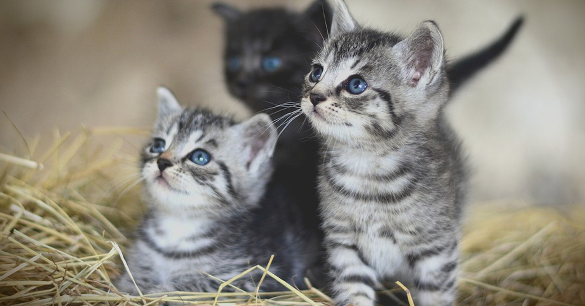 Per questi gattini con le zampe troppo corte scendere le scale si trasforma in una vera impresa (video)