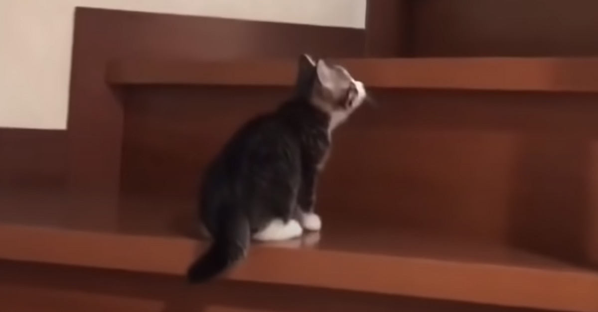 Gatto che sale le scale