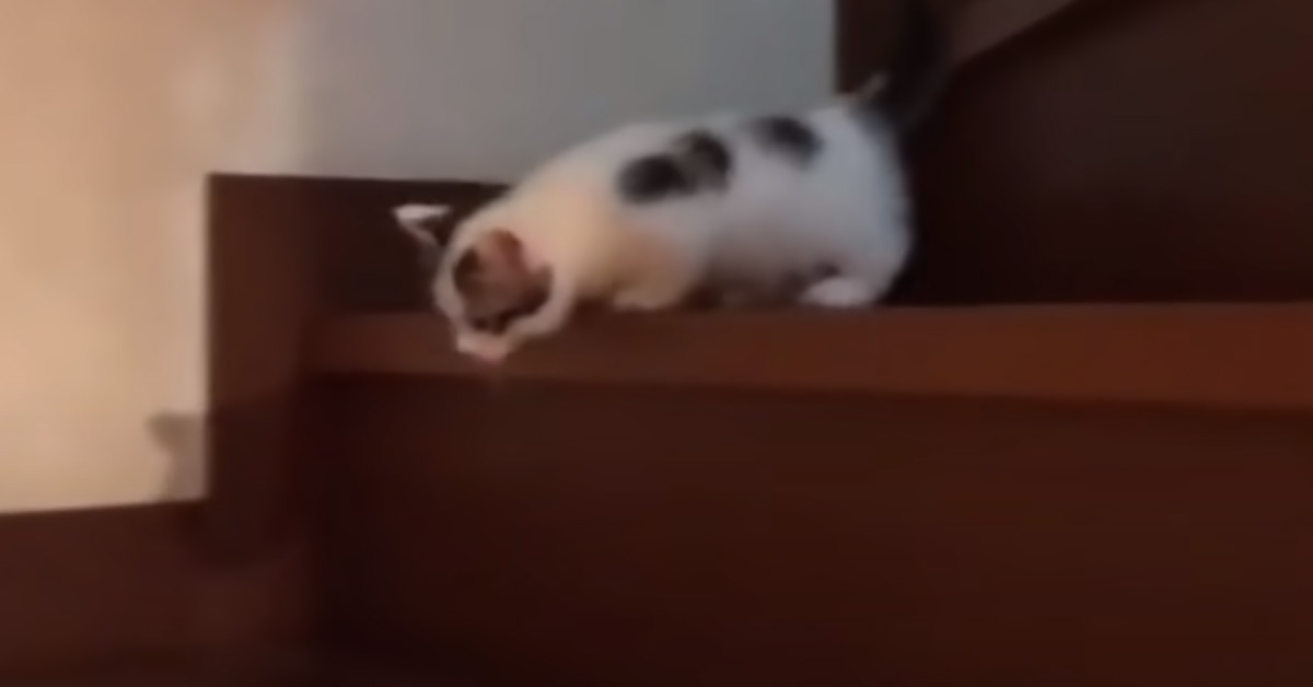 Gatto che scende le scale