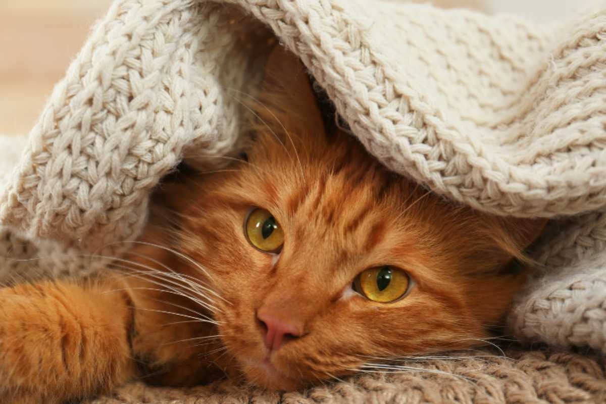 gatto rosso sotto le coperte