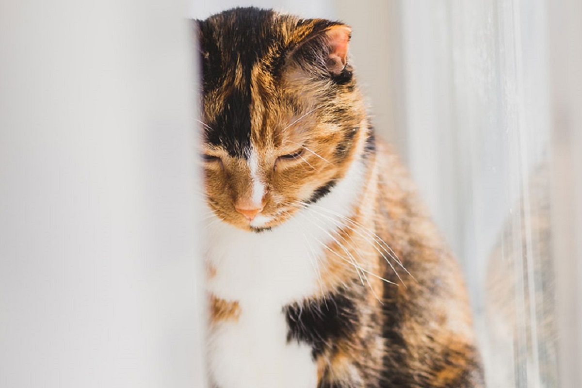 gatto si isola perché sta male