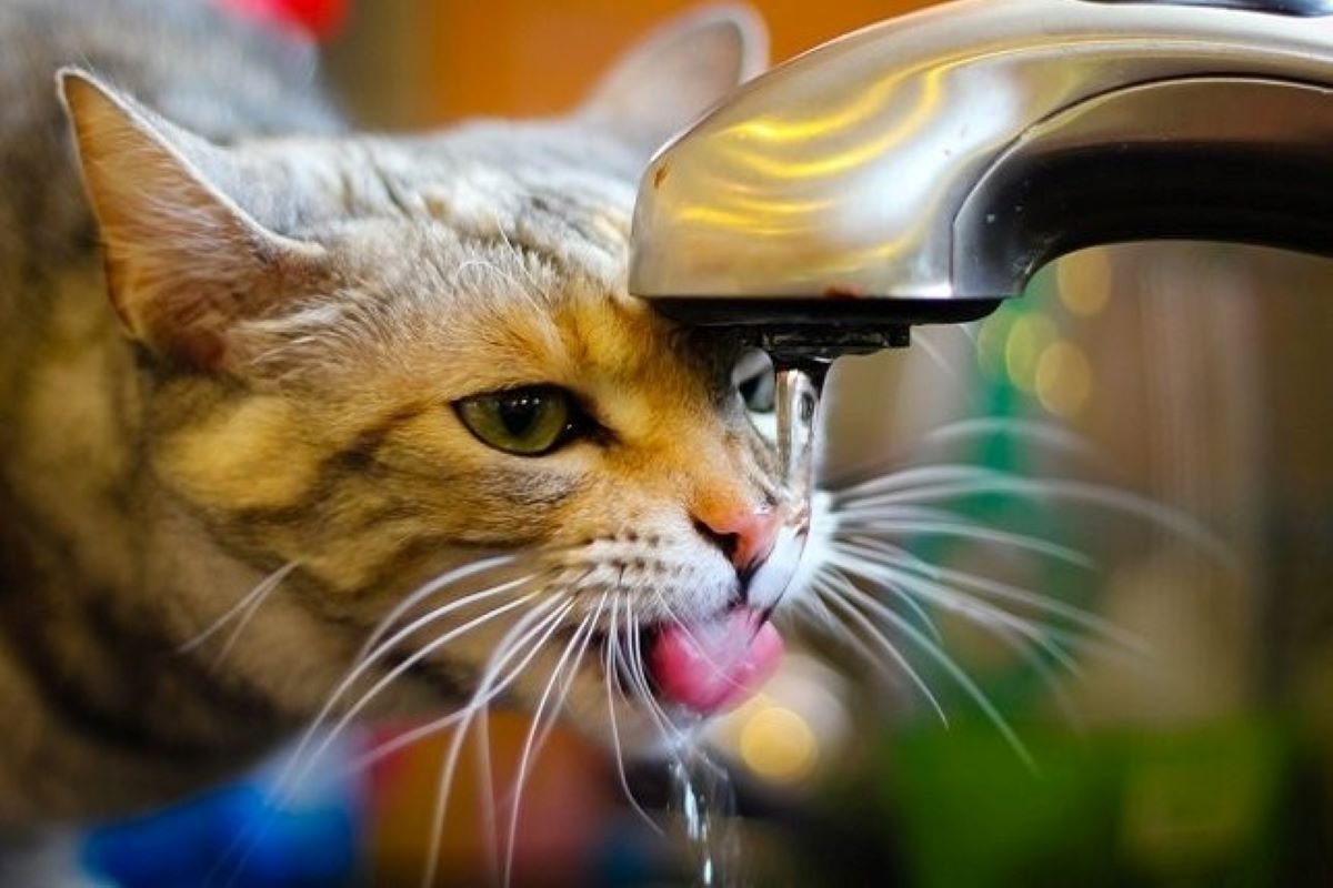 quando iniziano a bere acqua i gattini