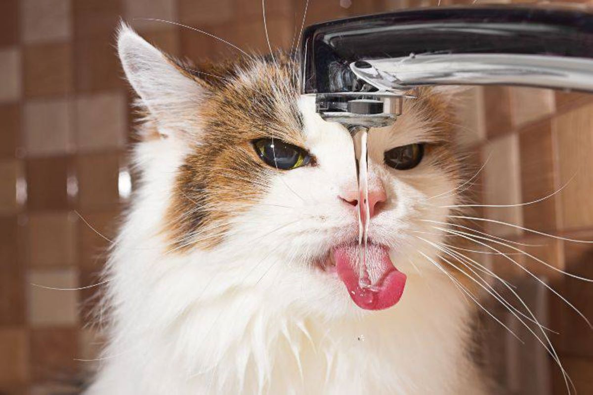 quando iniziano a bere acqua i gattini