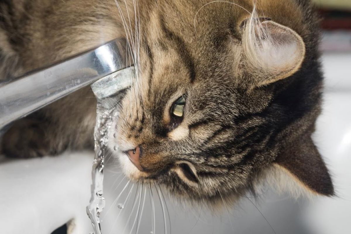 Quando iniziano a bere acqua i gattini e quanta gliene serve?