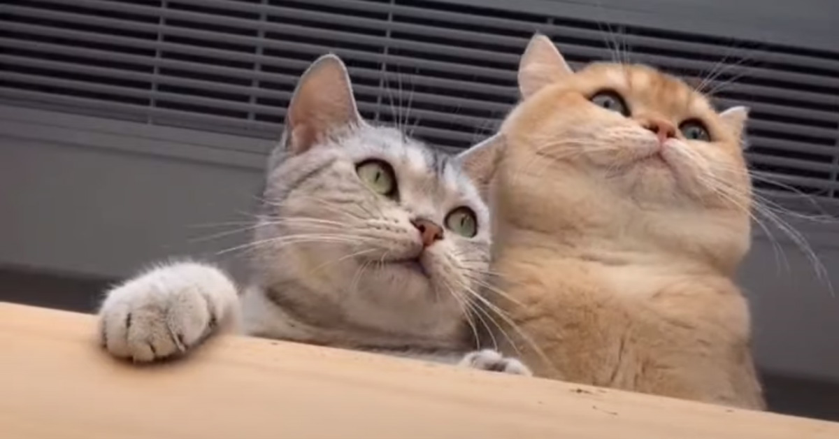 Questi due gattini formano una coppia davvero romantica (video)