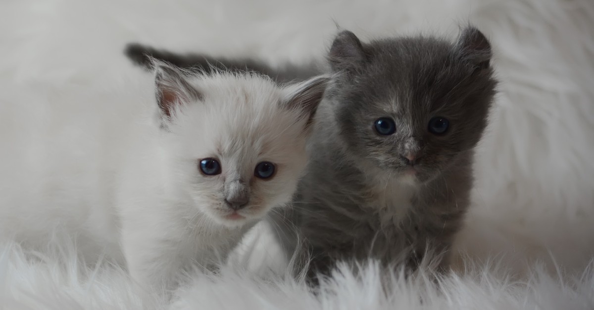 I teneri gattini che dormono in un modo adorabile (VIDEO)