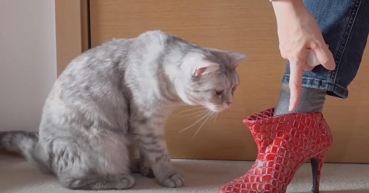 Questi gattini hanno un comportamento davvero strano quando la loro padrona indossa i tacchi (video)