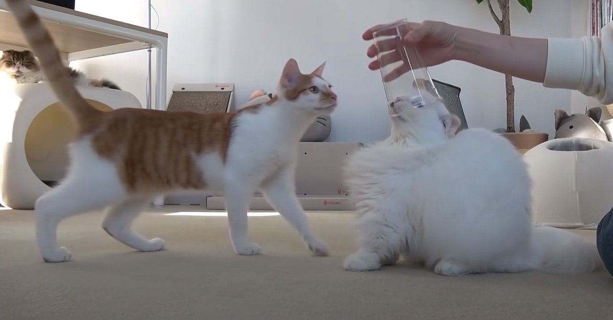 Questi gattini provano ad affrontare tre diverse prove di abilità per vincere degli snack (video)