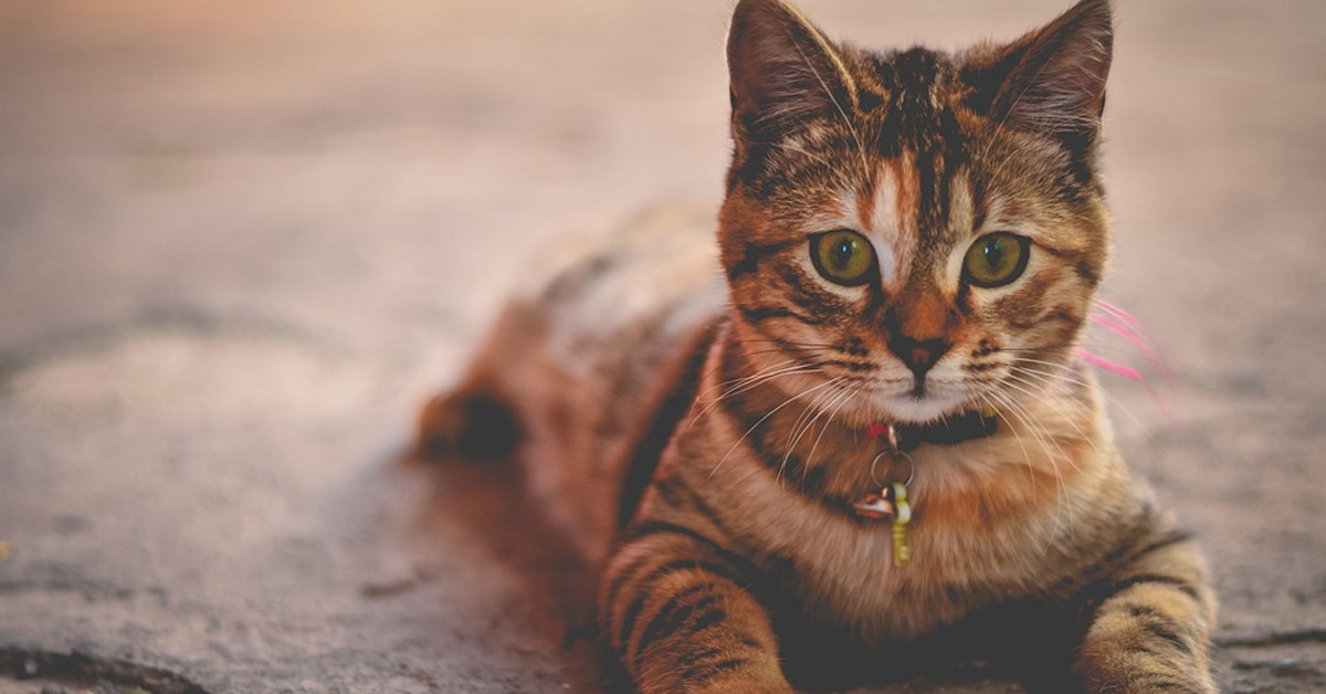 Questo gattino ha deciso di mangiare “con le mani” (video)