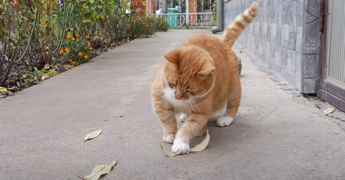 Questo gattino si diverte come un matto giocando con le foglie (video)