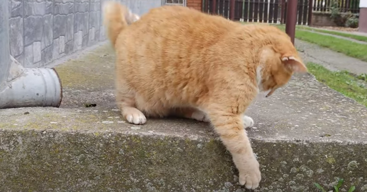 Gatto che gioca