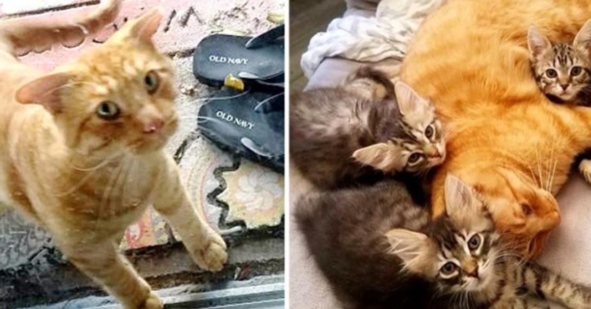 Romeo, il gattino con le orecchie particolari si prende cura degli altri felini in difficoltà (VIDEO)