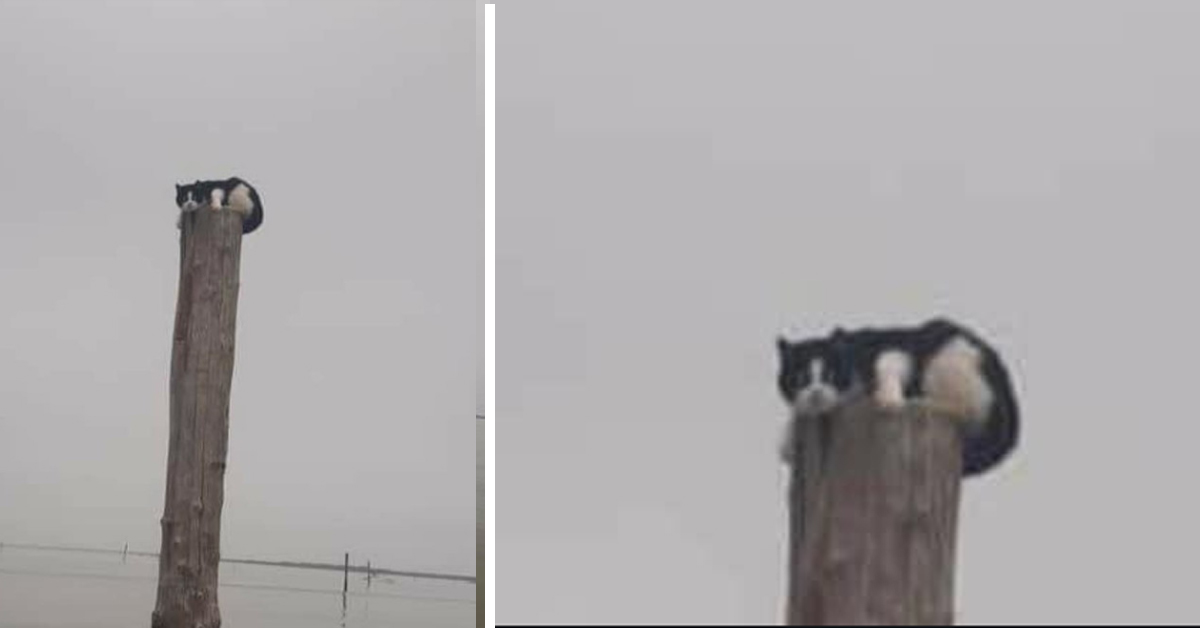 Rovigo, gattino abbandonato sopra ad un palo alto 4 metri in laguna