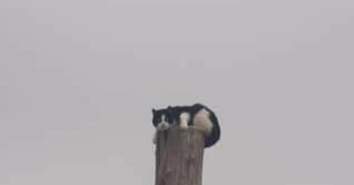 Gatto abbandonato sopra ad un palo