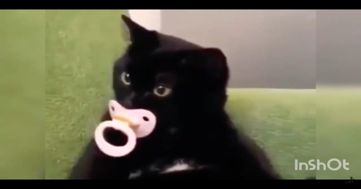 gatto nero non vuole lasciare ciuccio al padrone