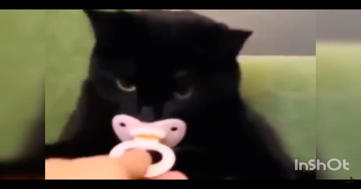 gatto nero con ciuccio non vuole lasciarlo