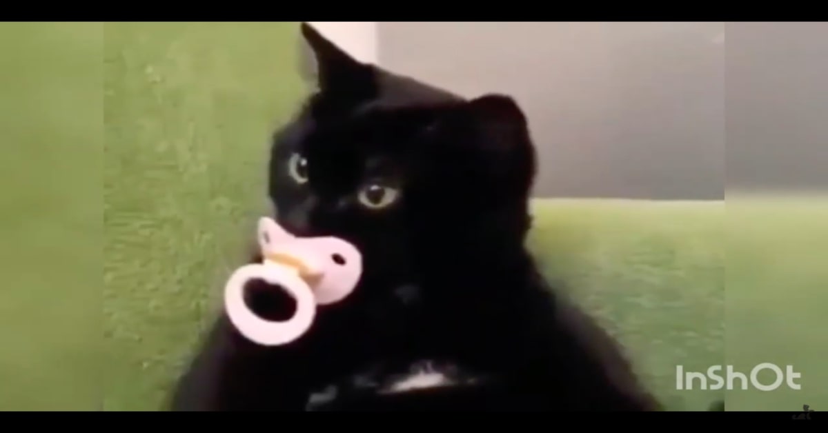 Un gattino ha uno strano comportamento quando  cercano di togliergli il ciuccio (VIDEO)