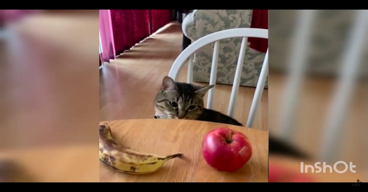 gatto con davanti mela e banana sul tavolo