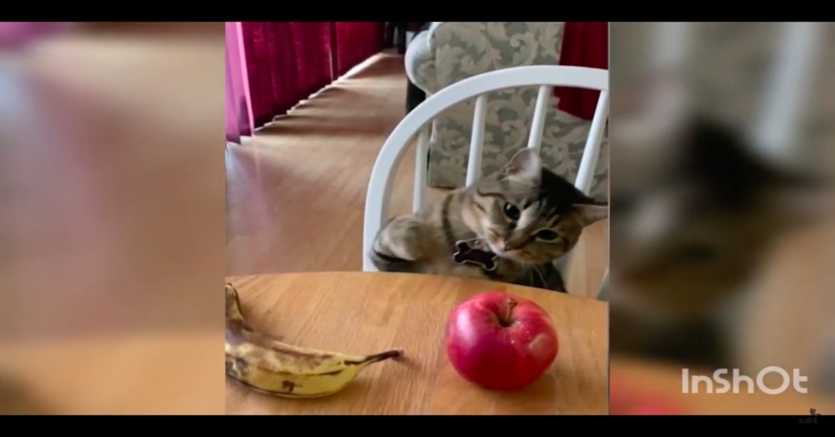 Sorprendente: un gattino riesce a distinguere una banana da una mela  (VIDEO)
