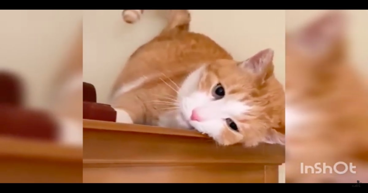 La tenera maniera di un gattino di attirare l’attenzione del suo papà umano (VIDEO)