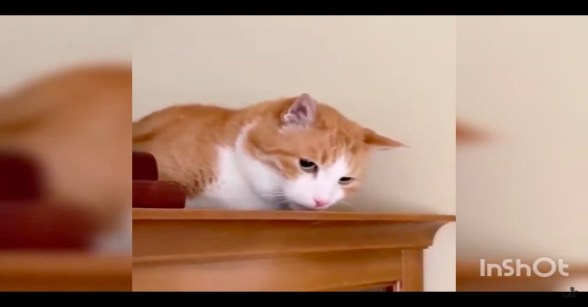 gatto rosso cerca di attirare l'attenzione del padrone strusciandosi su un mobile