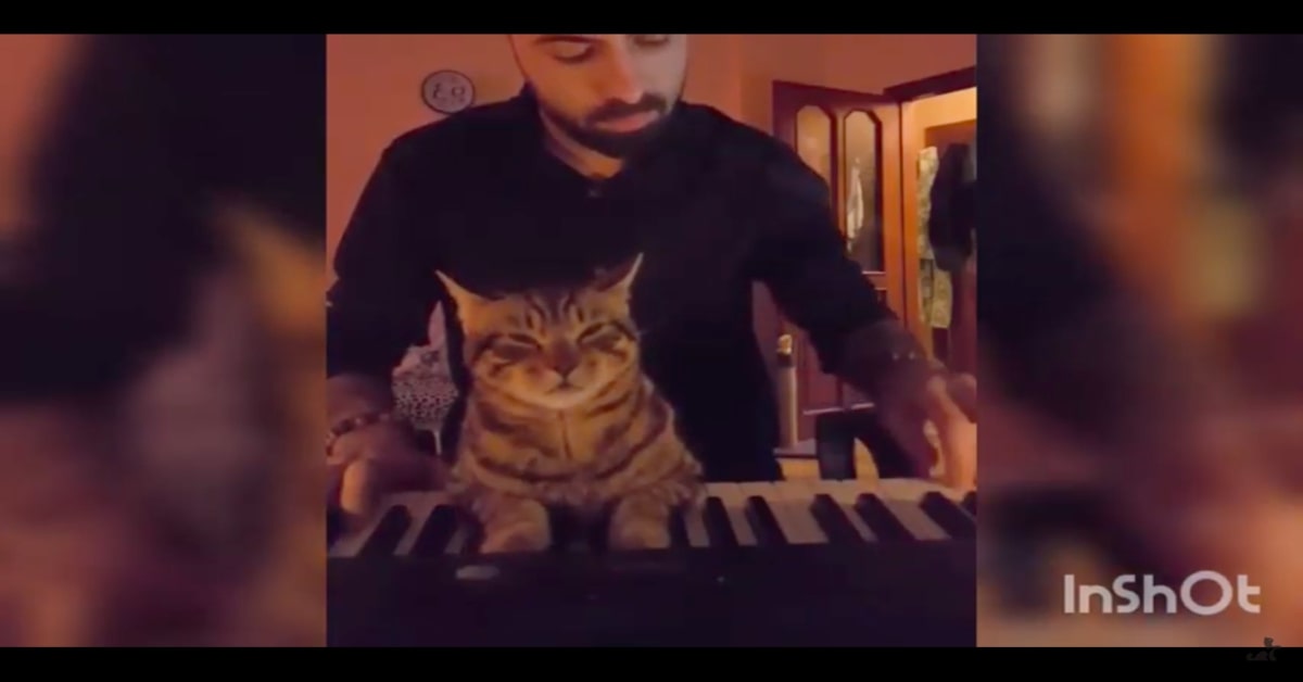 Un gattino ha una commovente reazione quando ascolta il suo papà umano che suona il piano (VIDEO)