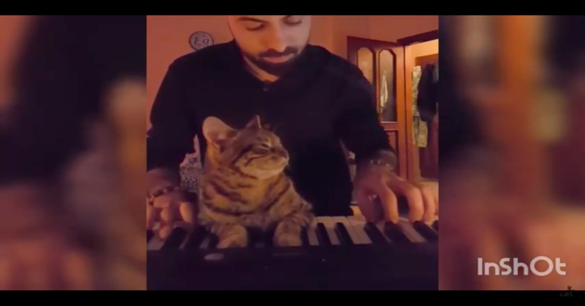 gattino si emoziona al sentire il padorne che suona il piano