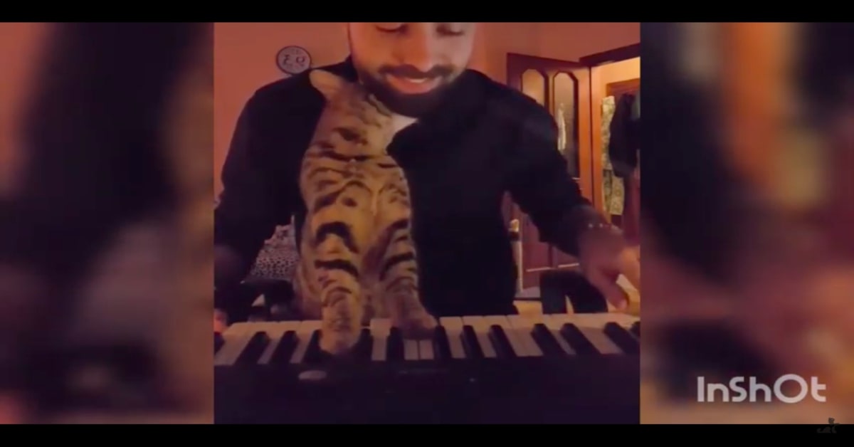 gattino ringrazia padrone per avergli dedicato una canzone