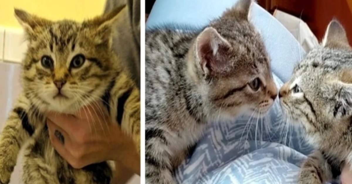 Snowdrop e Mistletoe, i due gattino Bobtail fratelli che si sono ricongiunti dopo settimane di lontananza (VIDEO)