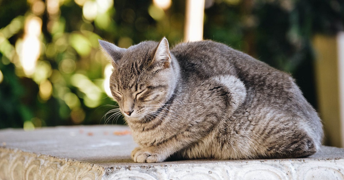 Ulcera del colon nel gatto: sintomi, cause e cure