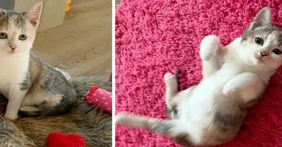 Valentine, la gattina calico che ha completamente cambiato vita (VIDEO)