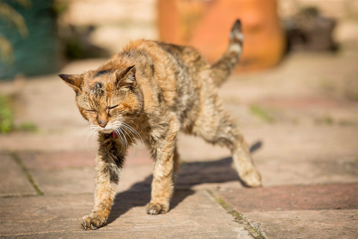 gatto che ha problemi di deambulazione