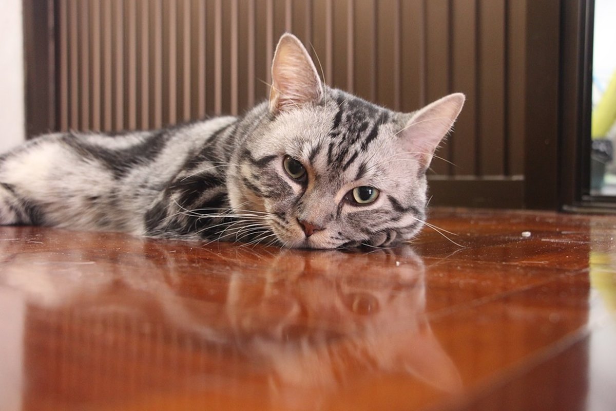 gatto disteso sul pavimento