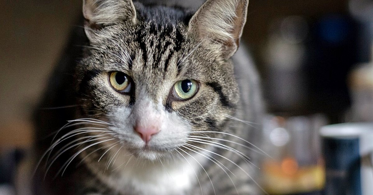 Accudire un gatto con la FIV: accortezze e consigli