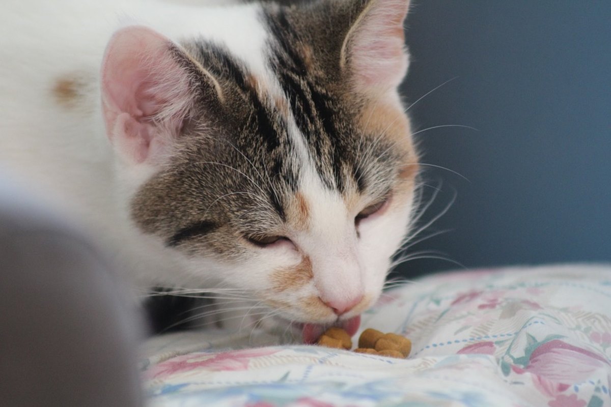 gatto mangia snack