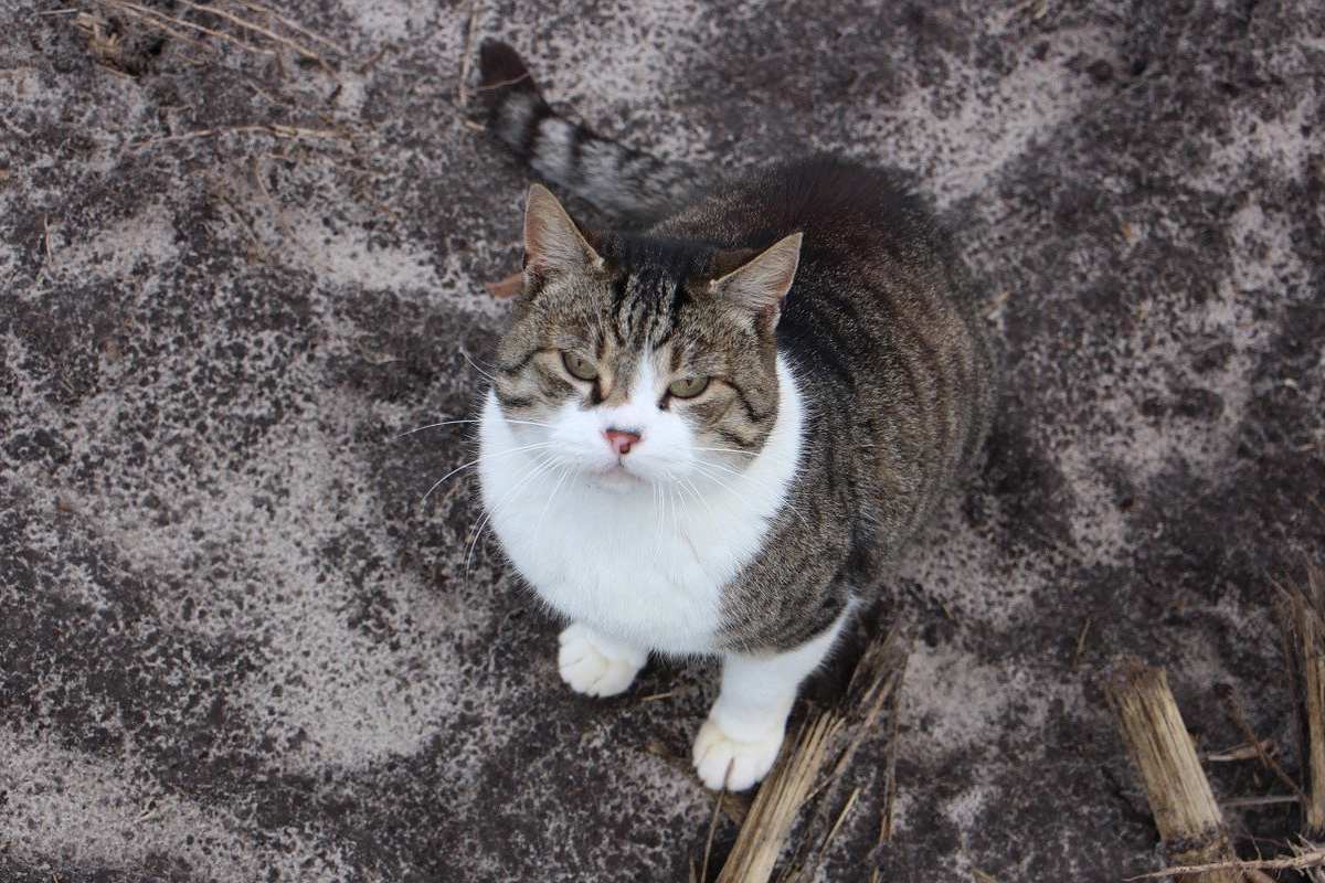 gatto che guarda all'insù