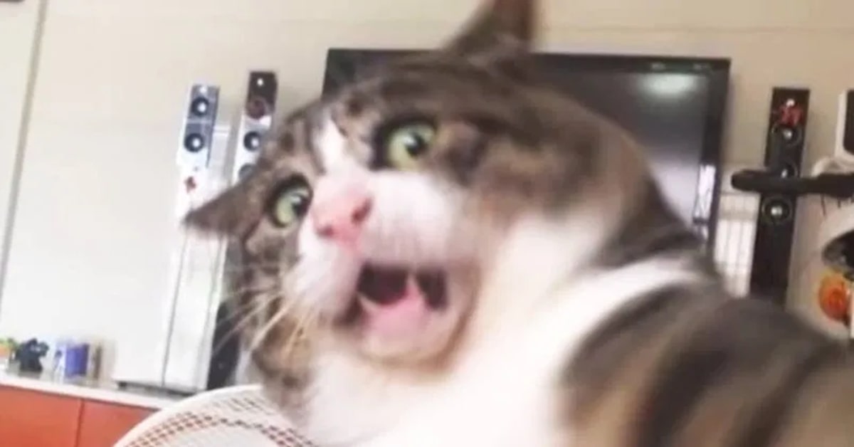 Ah Fei,  il  gattino paffuto che con le sue espressioni intenerisce tutta la rete (VIDEO)