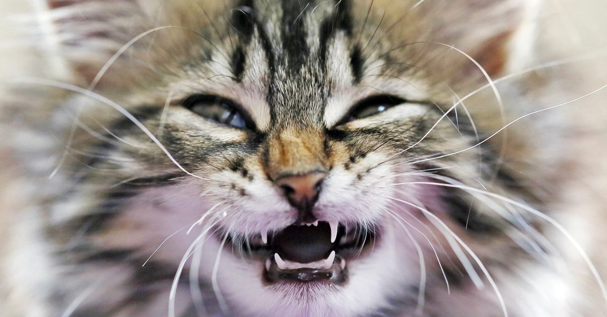 Al gatto cadono i denti: cosa significa e come comportarsi