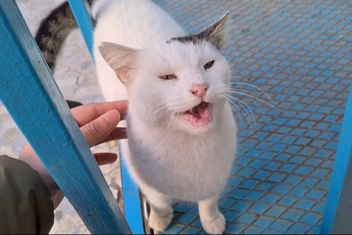 gatto senza denti