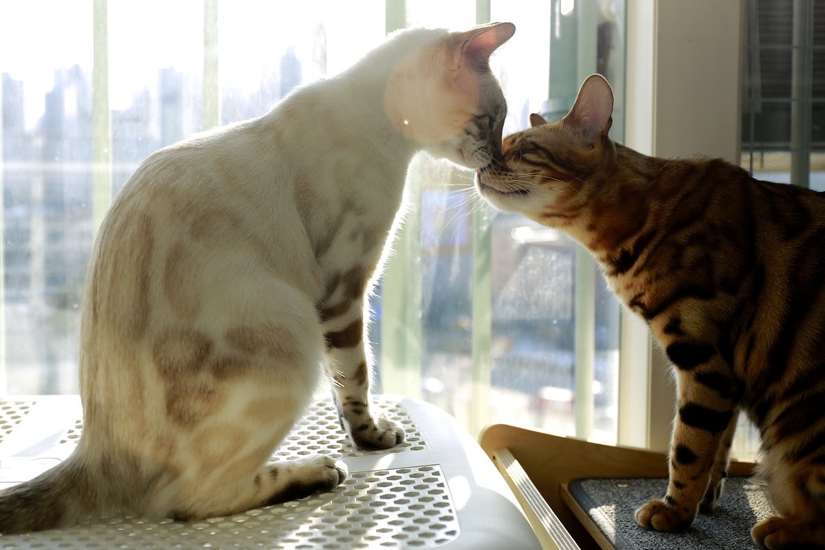 gattini che si baciano