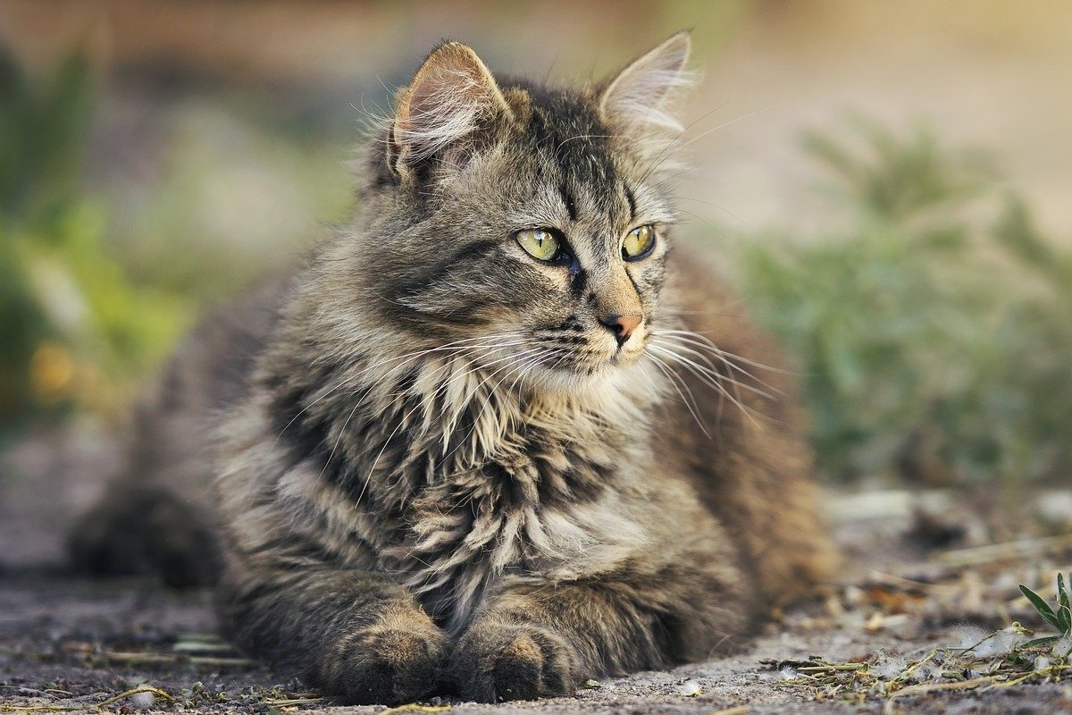 gatto tigrato a pelo lungo