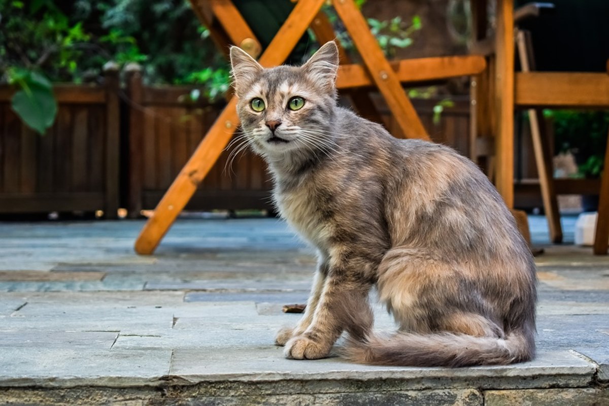 gatto seduto in giardino