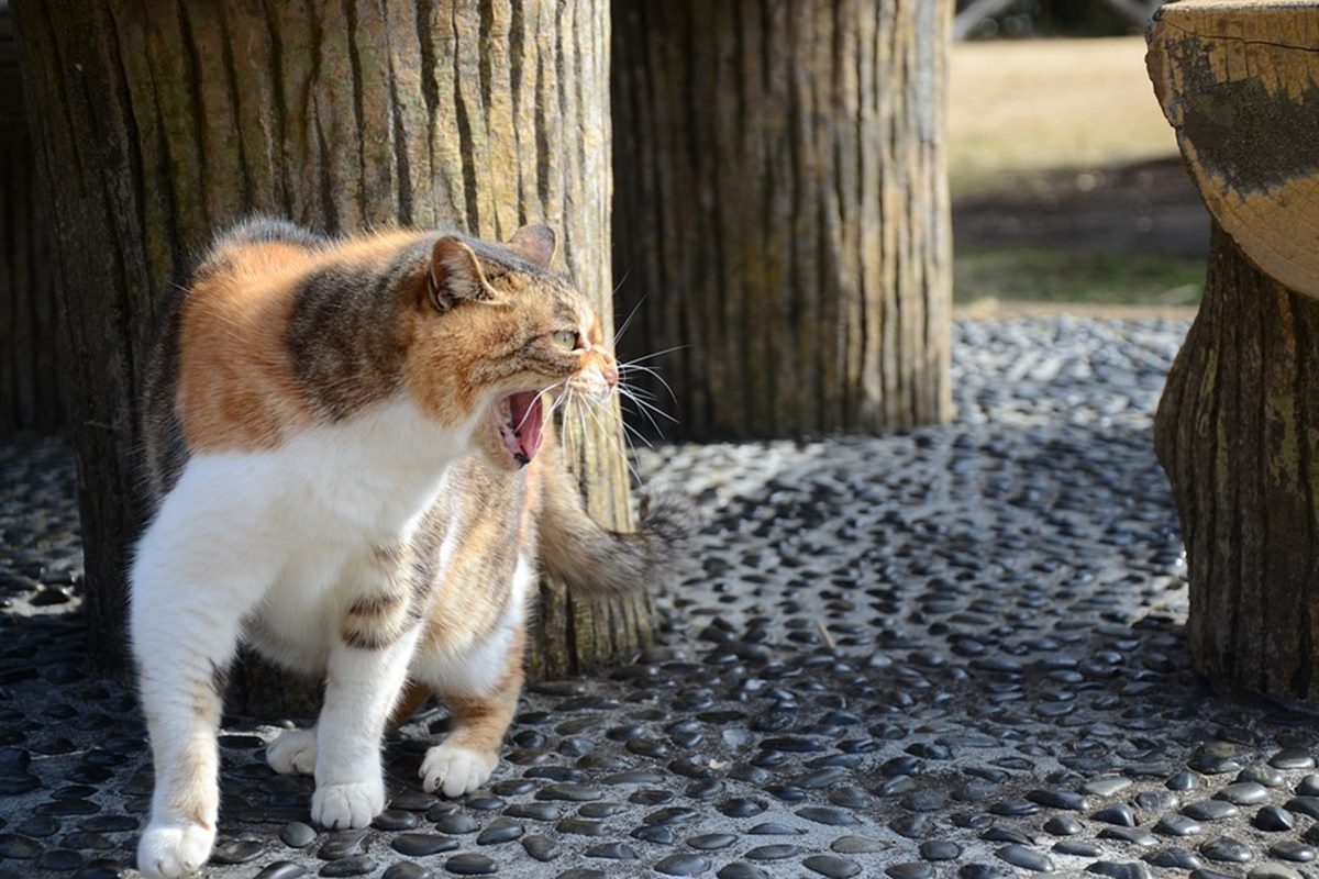 gatto aggressivo